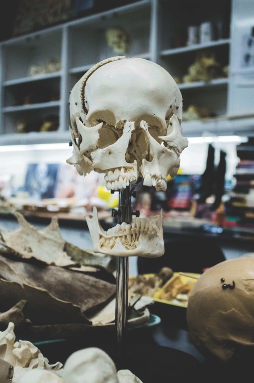 Forensic Anthropologist