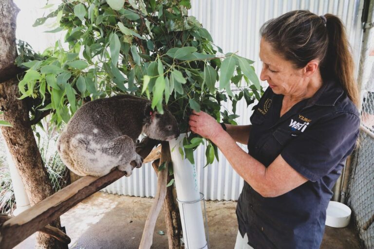 Veterinary Assistant